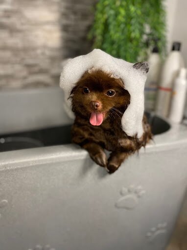 Shoofee SPA & Pet Hotel animale