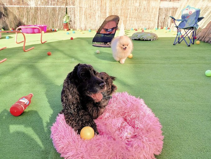 Shoofee SPA & Pet Hotel animale