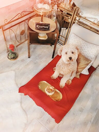 Shoofee SPA & Pet Hotel animale